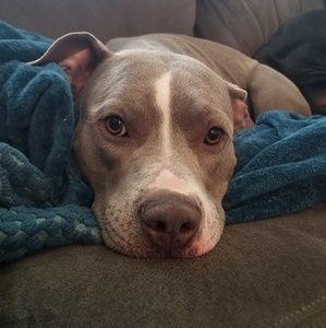 Meet your Posher, Addie